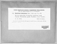 Botryobasidium vagum image